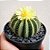 Eriocactus Magnificus - Imagem 1