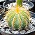 Eriocactus Magnificus - Imagem 1