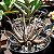 Suculenta Aloe Humilis - Imagem 3