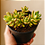 Suculenta Sedum Adolphii - Imagem 1