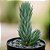 Suculenta Haworthia Glauca – Joia Azulada para Detalhes Sofisticados - Imagem 2
