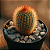 Cacto Mammillaria Spinosissima – Encanto Espinhado para Ambientes Vibrantes - Imagem 3