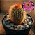 Cacto Mammillaria Spinosissima – Encanto Espinhado para Ambientes Vibrantes - Imagem 1