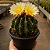 Cacto Ferocactus Horridus - Imagem 1