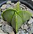Astrophytum Nudum 4K - Imagem 2