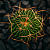 Cacto Stenocactus Lloyd - Imagem 2