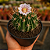 Cacto Stenocactus Lloyd - Imagem 1
