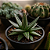Suculenta Agave Victoriae Reginae | Rara e Exclusiva - Imagem 2