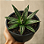 Suculenta Agave Victoriae Reginae | Rara e Exclusiva - Imagem 1