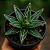 Suculenta Agave Victoriae Reginae | Rara e Exclusiva - Imagem 3