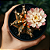 Cacto Gymnocalycium Variegata - Imagem 2