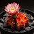 Cacto Gymnocalycium Variegata - Imagem 1