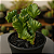 Euphorbia Láctea Cristata - Imagem 2
