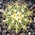 Cacto Echinocactus Grusonii - Imagem 3