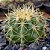 Cacto Echinocactus Grusonii - Imagem 2