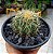 Cacto Echinocactus Grusonii - Imagem 5