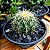 Cacto Echinocactus Grusonii - Imagem 7