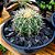 Cacto Echinocactus Grusonii - Imagem 4