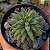 Suculenta Pachyphytum Compactum - Imagem 1