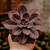 Suculenta Echeveria Gibbiflora Hibrida Mettalica - Imagem 1