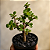 Suculenta Portulacaria Afra "Mini-Jade" - Imagem 2