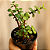 Suculenta Portulacaria Afra "Mini-Jade" - Imagem 1