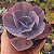 Echeveria Gibbiflora Gigantea - Imagem 1