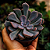 Suculenta Echeveria Topsy Debbie - Imagem 1