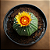 Cacto Astrophytum Asterias "Star Shape" - Imagem 2