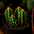 Cacto Acanthocereus tetragonus Castelo de Fadas | Planta Ornamental Rara para Colecionadores - Imagem 3