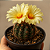 Cacto Coryphantha Radians - Imagem 1