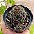 Cacto Coryphantha Radians - Imagem 2