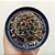 Cacto Coryphantha Radians - Imagem 5