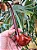 Churchwarden - Briar - Imagem 2