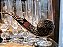 Half Bent Bulldog - Briar - Imagem 6