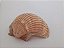Concha Shell - Imagem 1