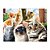 Quebra-Cabeça Cats Puzzle 500 Peças Grow - Imagem 2