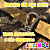 Guia Premium Love My Dog Luleko - Dourada - Imagem 4
