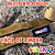 Guia Premium Love My Dog Luleko - Dourada - Imagem 6