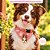 Molde de Silicone Pet Border Collie 2 Micro - Imagem 3