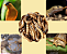 1000 Tenébrios Gigantes - 1 kg (Larvas Vivas) - Imagem 5