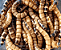 1000 Tenébrios Gigantes - 1 kg (Larvas Vivas) - Imagem 2