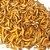 Tenebrio Molitor 1 Kg - Quilo (Larvas Vivas) - Imagem 4