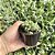 Pachyphytum Compactum Cristata (diamante Cristata) Pote 9 - Imagem 2