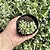 Pachyphytum Compactum Cristata (diamante Cristata) Pote 9 - Imagem 3