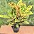 Croton Hibrido Petra Pote 17 - Imagem 4