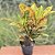 Croton Hibrido Petra Pote 17 - Imagem 2