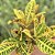 Croton Hibrido Petra Pote 17 - Imagem 3
