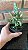 Cacto Opuntia Monacantha variegata pote 9 - Imagem 3
