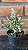 Cacto Opuntia Monacantha variegata pote 9 - Imagem 1